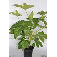 Aralia (maceta 14 cm ø)